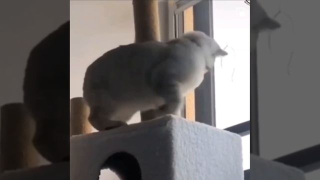 Безвыходное положение #прикол #прикольно #юмор #животные #коты #смех #смешно