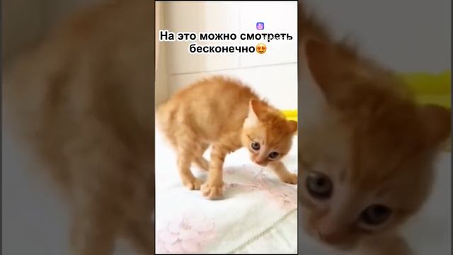 Котенок0.mp4