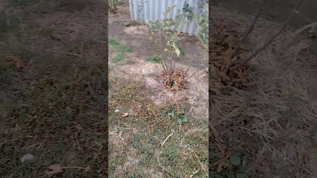 Инжир, осень пришла.