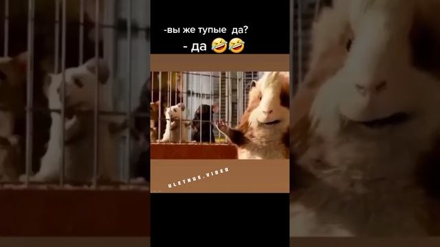 😁😁😁 подпишись, пожалуйста😇 новые видео каждый день😊