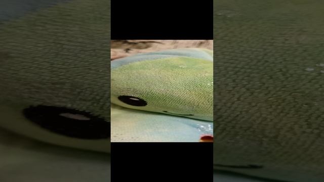 хулиган!