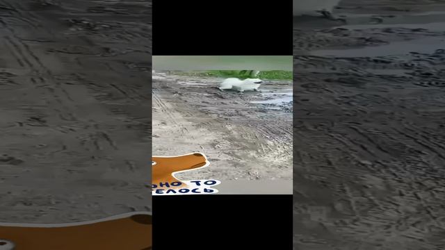 малыш, ведь я же лучше!