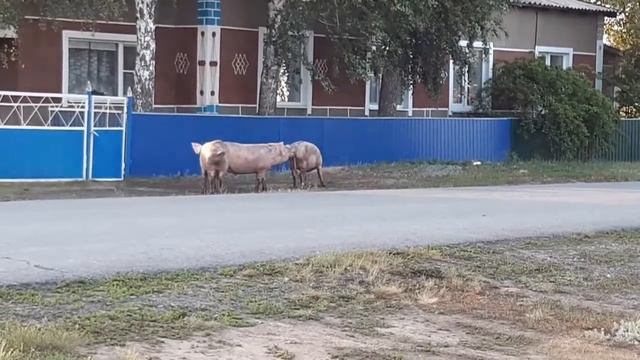 Сало на прогулке