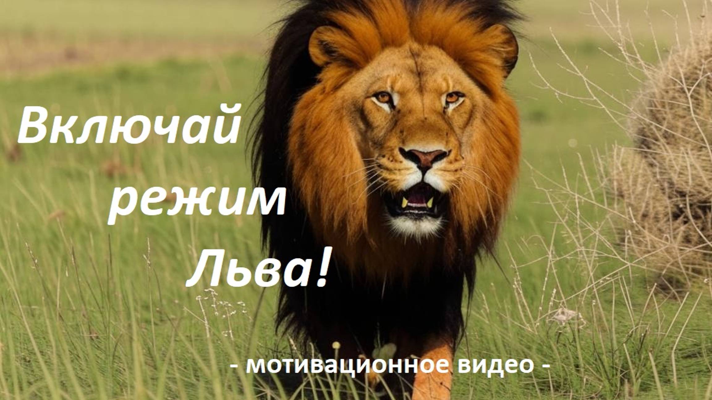Включай режим льва - Мотивационное видео!