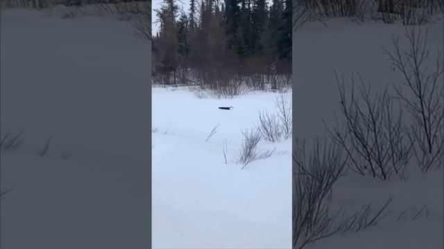 неожиданная встреча 🍃🌲что за зверек?