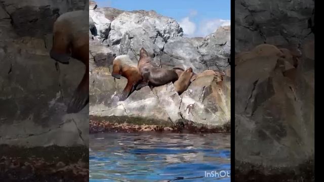 Клип "Морские котики".