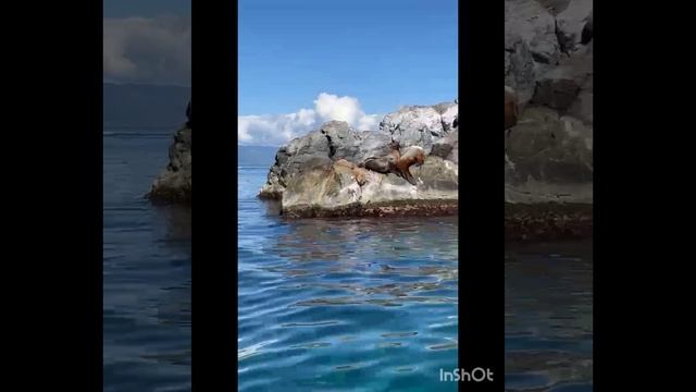 Морские котики.