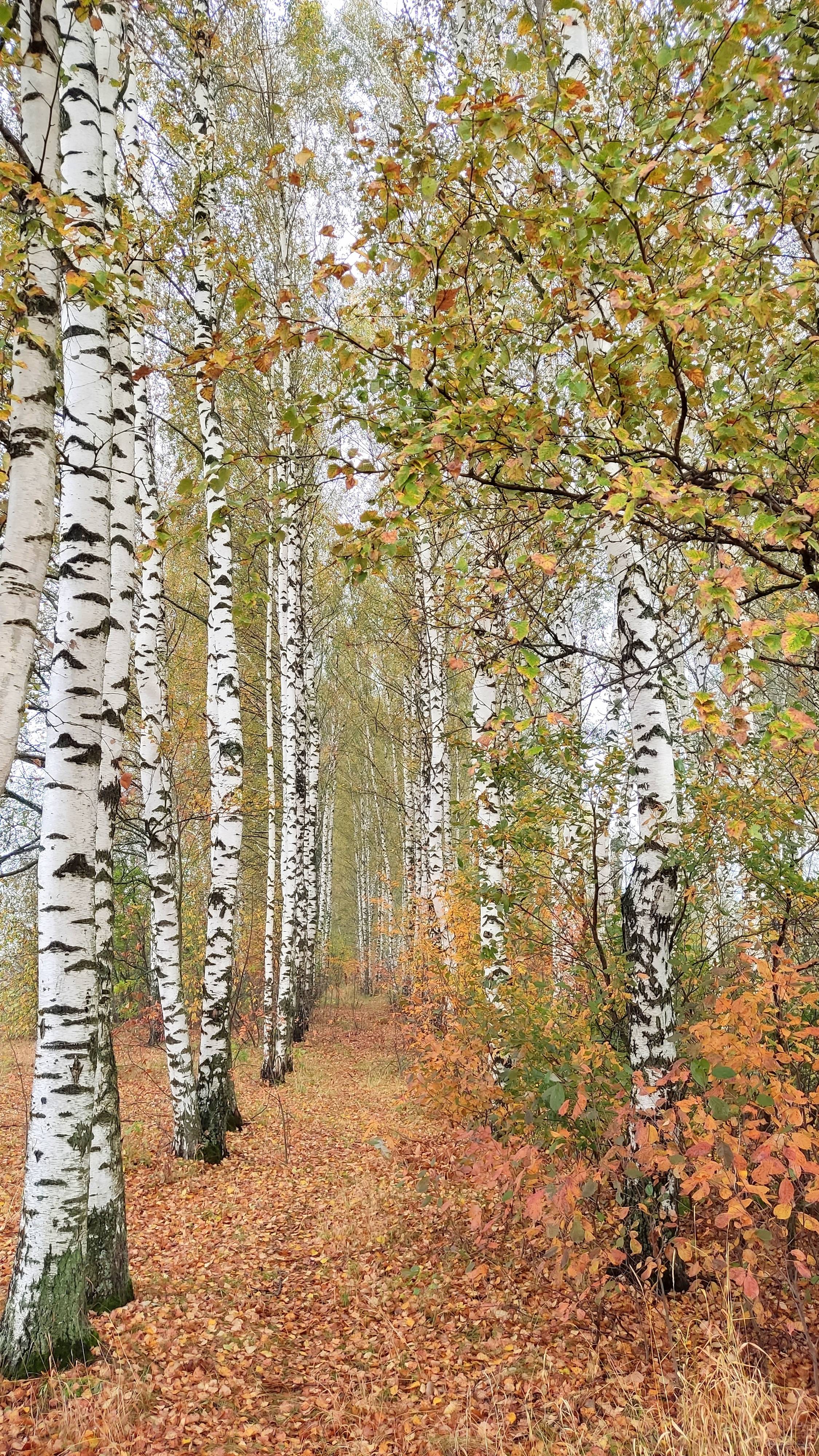 Берёзовая аллея🍁Осенью у Клязьмы-природный храм😊Большие Дворы🍁Подмосковье 06.10.2024