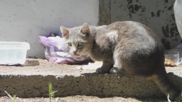 КОШАЧИЙ ПРАЗДНИК НЕ УДАЛСЯ 🌞 Их и так неплохо кормят.