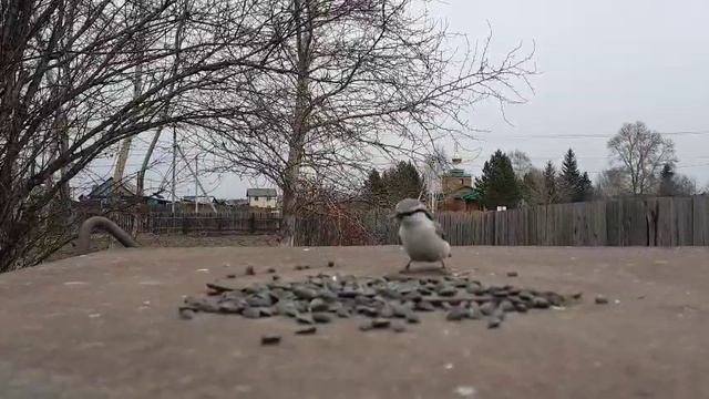 Что за птица!