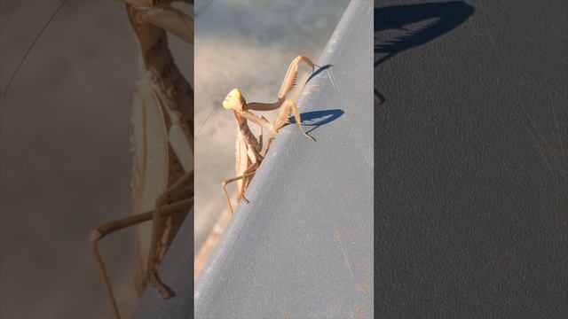 И снова Богомол