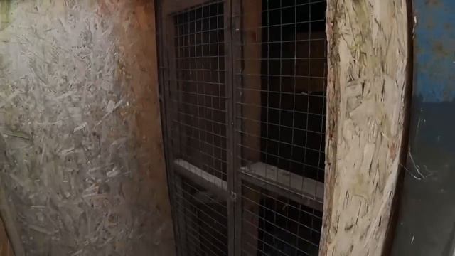 Выпуск дикой совы на волю.