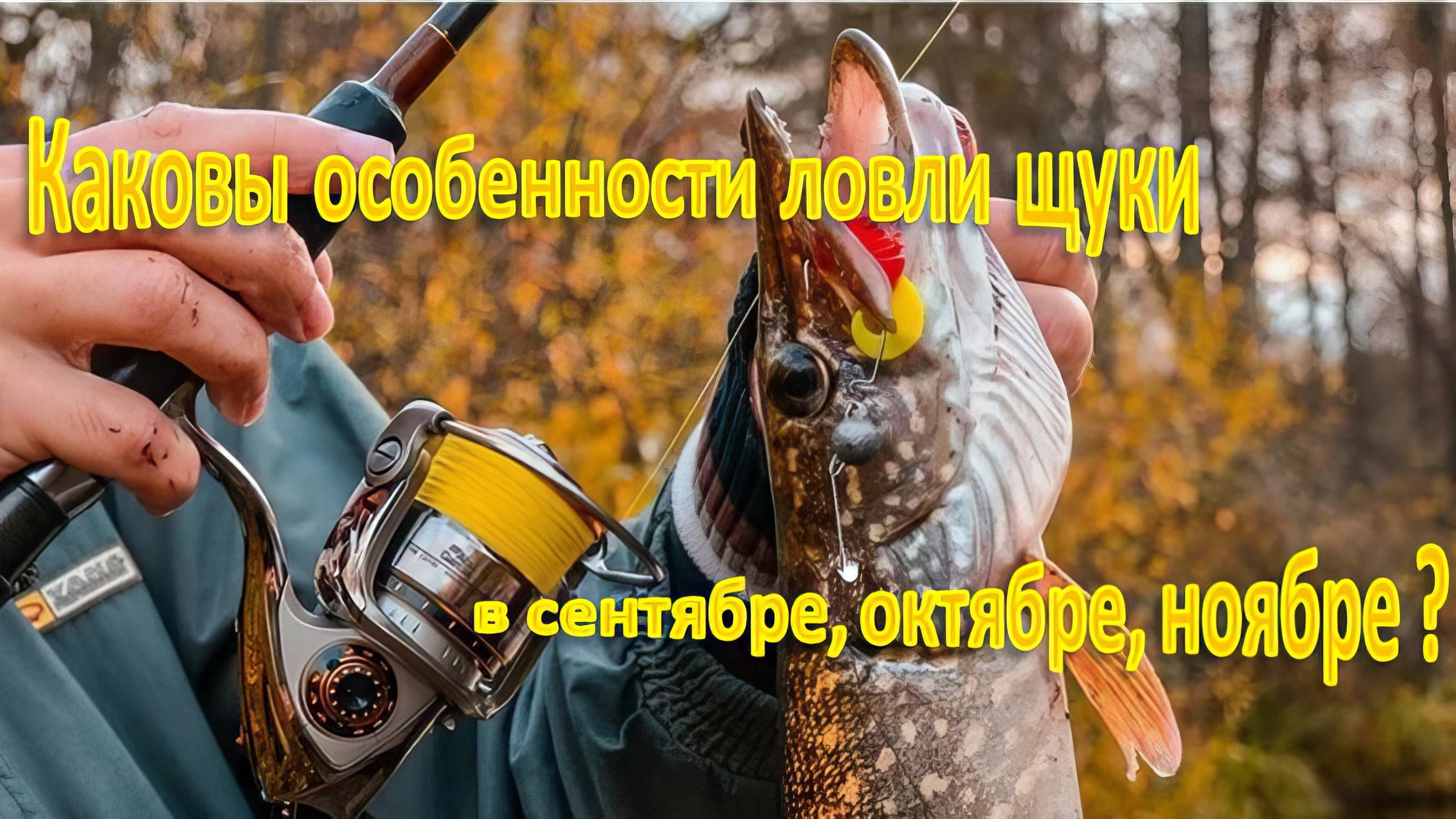 Каковы особенности ловли щуки в сентябре, октябре, ноябре