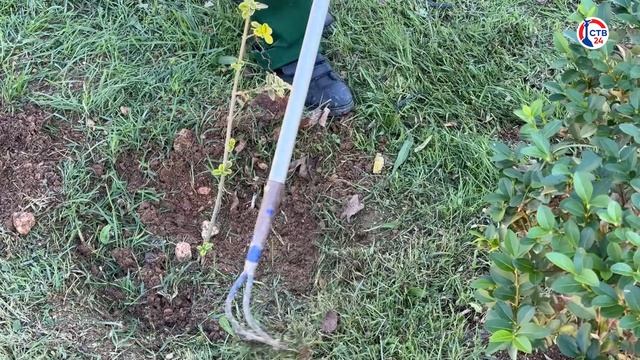 Сотрудники «Парков и Скверов» ухаживают за городом (Дежурный по городу. 19 октября 2024)