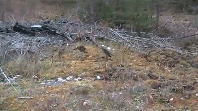 Бердовка 142 РП Бывшая стартовая площадка 1