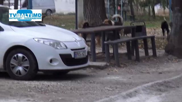 Стая собак держит в страхе 9 квартал в Бельцах 18 11 21