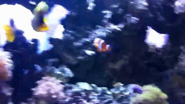 Salt Water Fish Tank,purple tang,clown fish,yellow tang