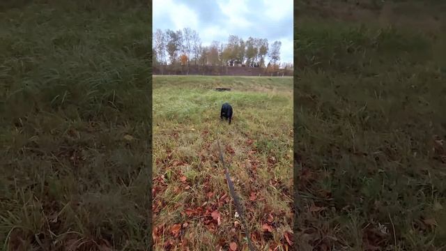 Про длинный поводок