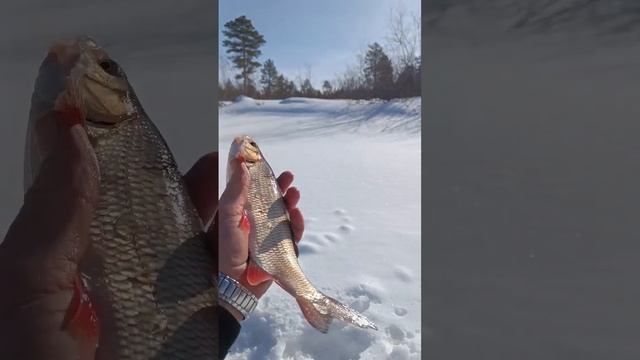 Трофейная рыбалка на Большой Умытье. ХМАО. #fishing #siberia