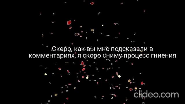 Мир под микроскопом