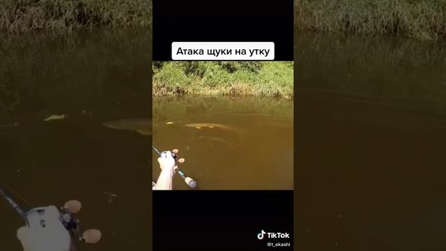 щука на утку