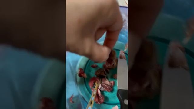 ВЕО СГ Гранит ест сырое мясо