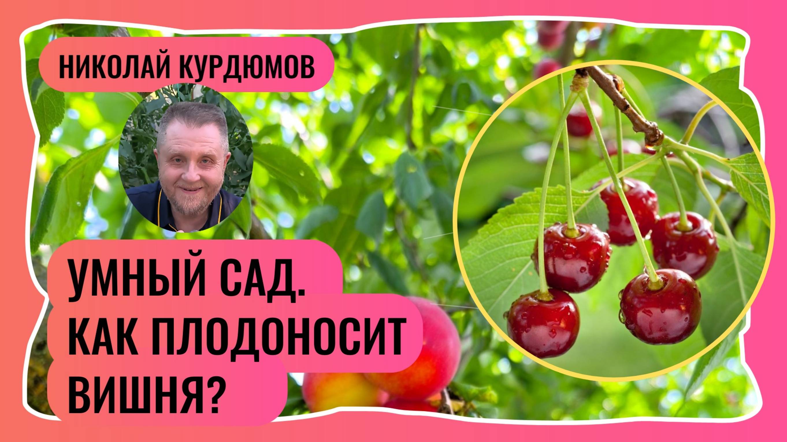 Умный сад. Как и на чём плодоносят вишни?