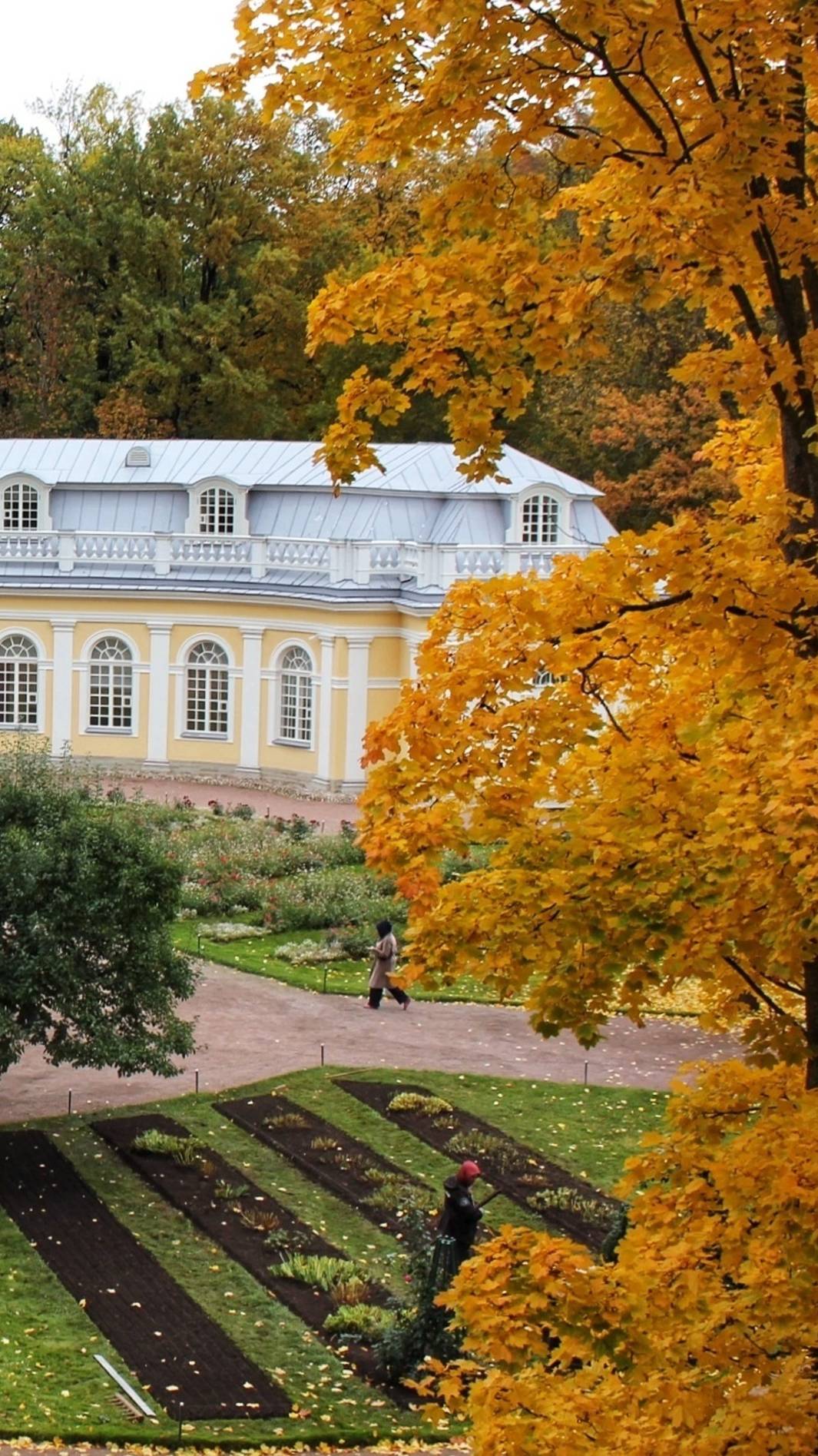 Петергоф. Осенняя прогулка по парку под дождём l Peterhof fall walk