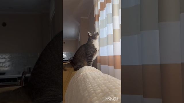 Веселые котики#котики#смешныекоты#юмор