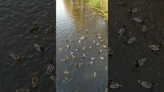 Осень в Шлиссельбурге 🦆🍁