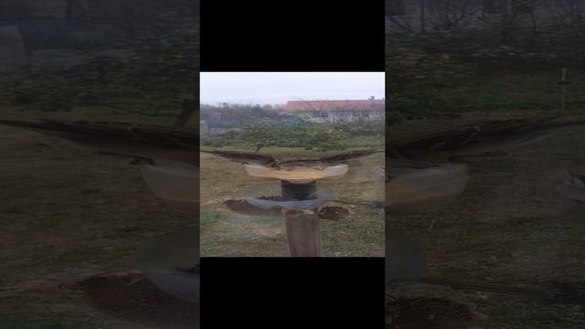 Птицы на кормушке