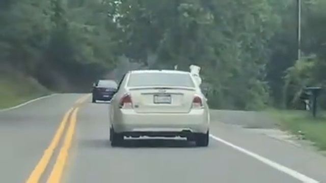 You have to see this! Dog puts head out window