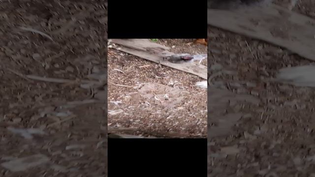 Собачки, курочки, в общем всё как я люблю 😊