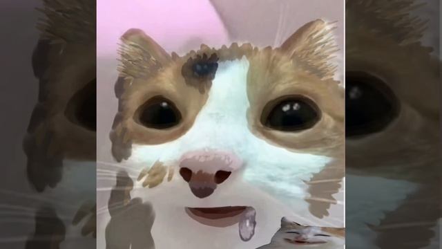 Мемный кота перерисовка