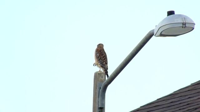Hawk Balancing on One Leg