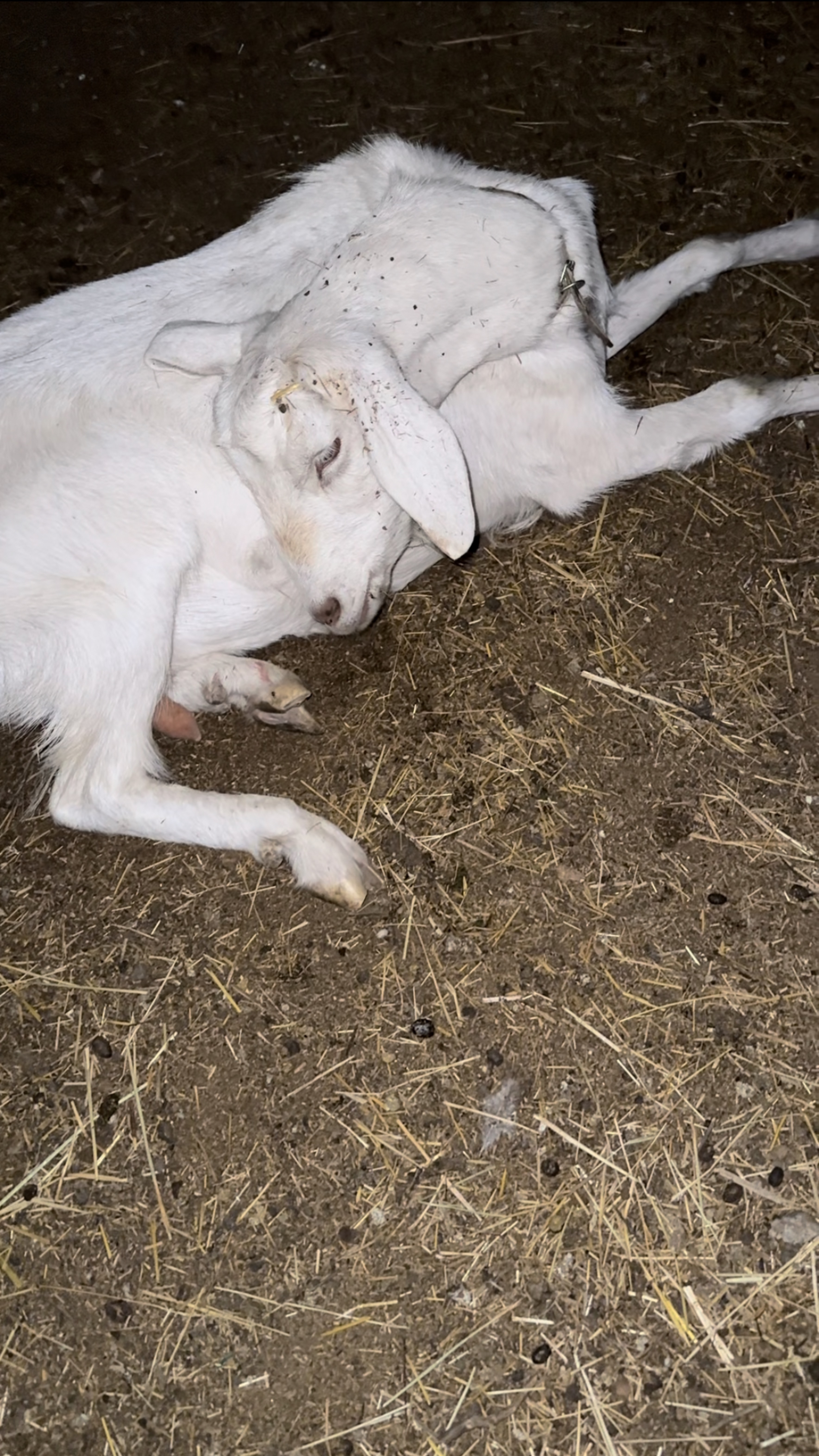 У козы отказали задние ноги 😱