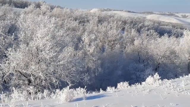 Иней на деревьях за городом.