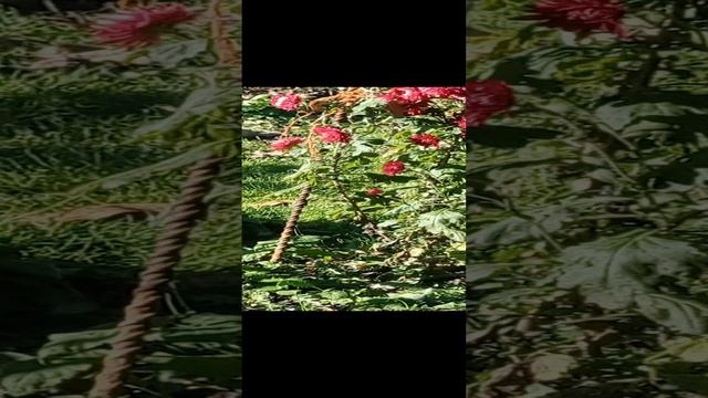 1000127186.mp4