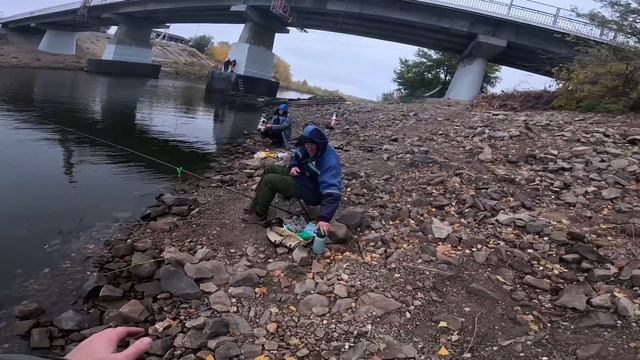 Как я голубя поймал #shorts
