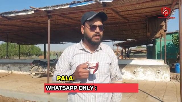 5 TANKAY AYEY | SAR PHAT GYA | ANIMAL POINT PK