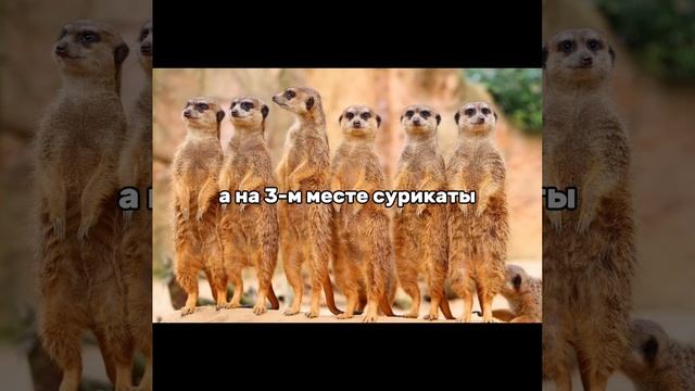 #животные #экзотические #сурикаты #красныепанды