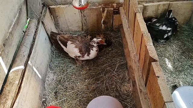 Индоутки. Мускусные утки. Утята. Ясли.