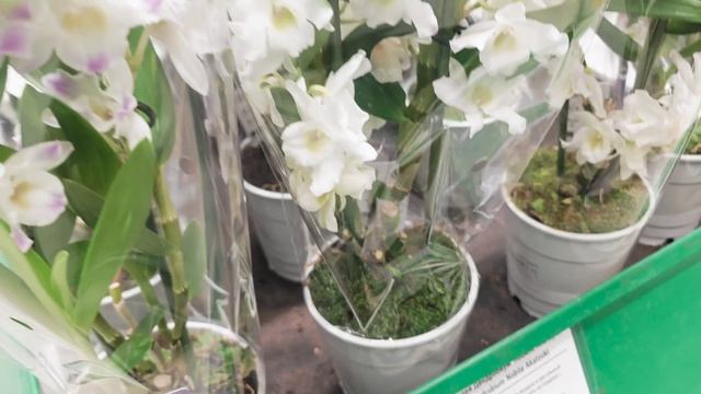 Бауцентр Краснодар Обзор уставших орхидей