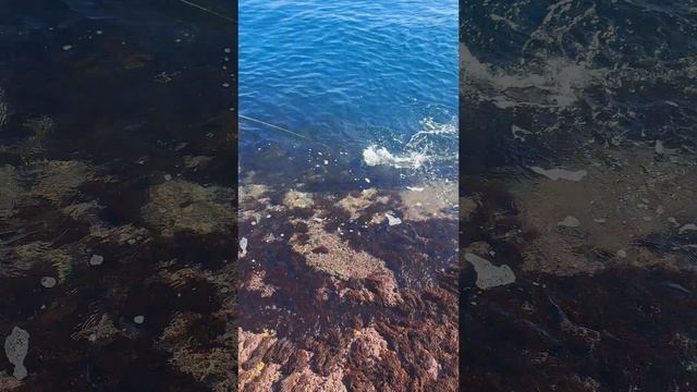 Ловля скумбрии и терпуга с берега. Владивосток