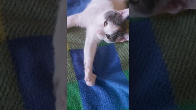 Кот Кабанчик 7 месяцев