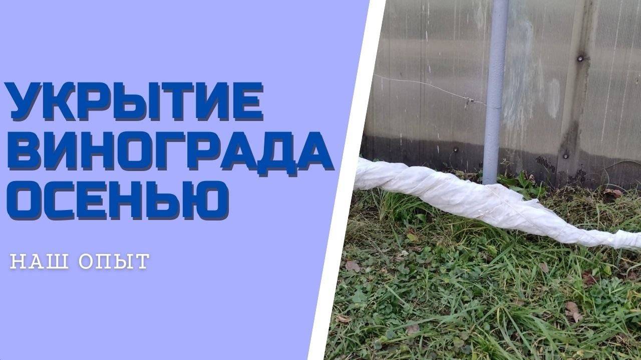 УКРЫТИЕ ВИНОГРАДА ОСЕНЬЮ на зиму в Подмосковье