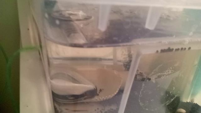 пицилия радила