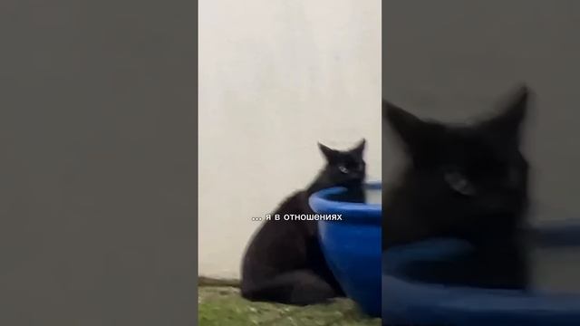 Это видео для тебя Котик