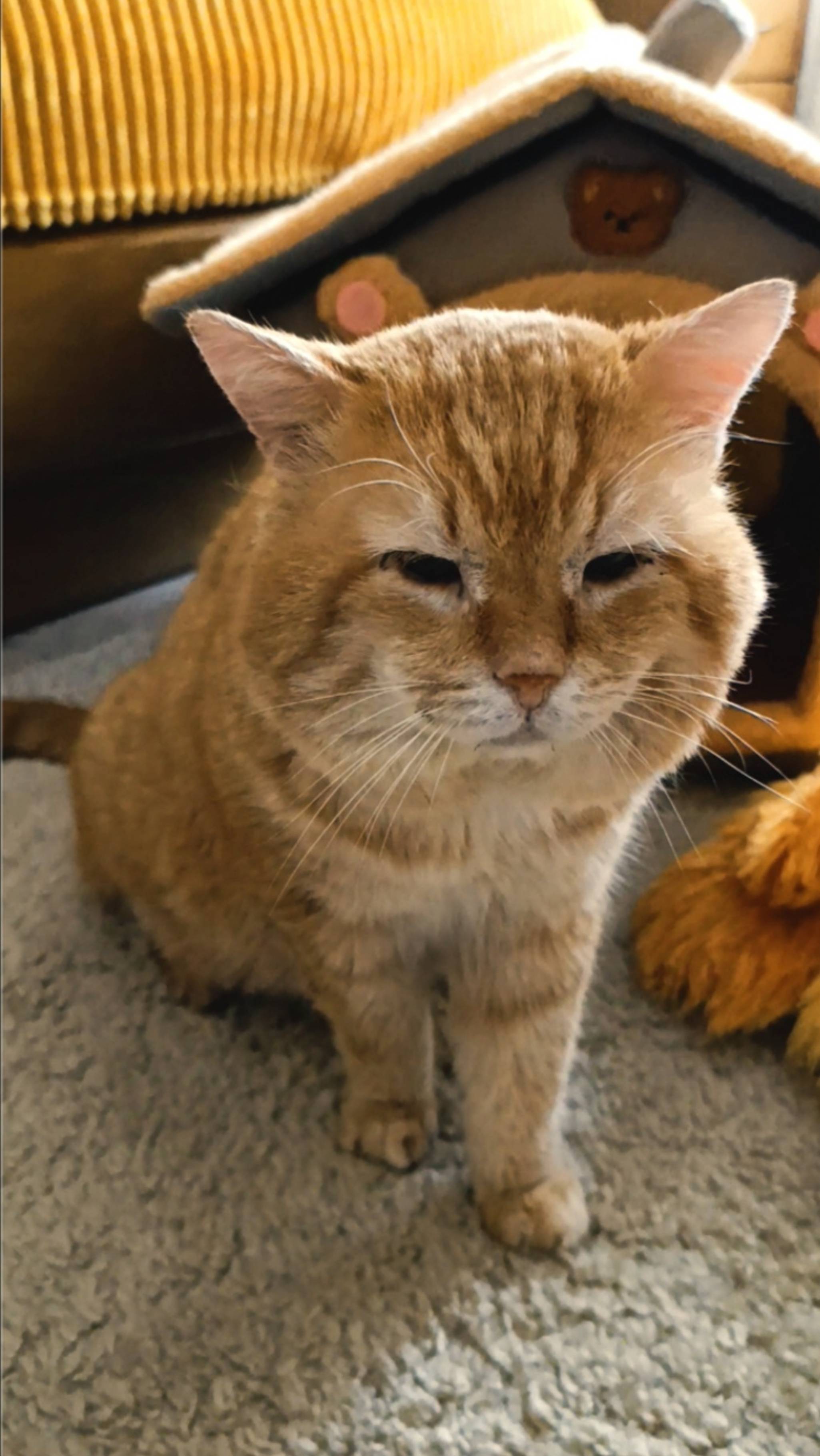 Наш старичок🐱отдыхает♥️
