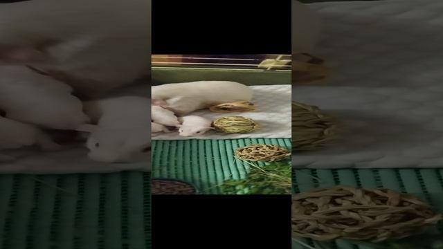 Хвостики 🥰